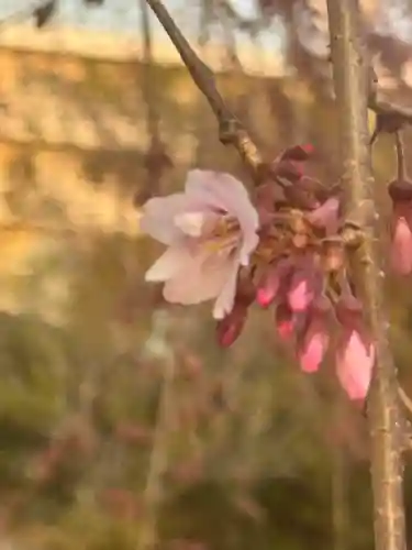 観音神社の{uncategorized: "未分類", other: "その他", undefined: "問題あり", building: "その他建物", grave: "お墓", sacred_gate: "鳥居", guardian: "狛犬", statue: "像", buddha: "仏像", history: "歴史", nature: "自然", garden: "庭園", animal: "動物", pagoda: "塔", temizu: "手水舎", mountain_gate: "山門・神門", sanctuary: "本殿・本堂", subordinate: "末社・摂社", art: "芸術", scenery: "景色", jizo: "地蔵", ema: "絵馬", goshuin: "御朱印", omikuji: "おみくじ", items: "授与品その他", amulet: "お守り", goshuincho: "御朱印帳", eats: "食事", festival: "お祭り", votive_dance: "神楽", shichigosan: "七五三参", wedding: "結婚式", experience: "体験その他", initially: "初詣", around: "周辺", anti_infection: "感染症対策"}