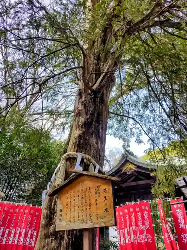 大宮八幡宮の自然