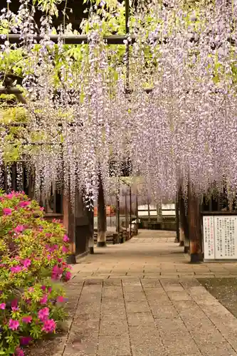 長泉寺(埼玉県)