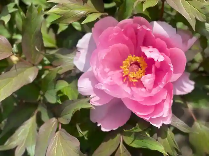 金蛇水神社の{uncategorized: "未分類", other: "その他", undefined: "問題あり", building: "その他建物", grave: "お墓", sacred_gate: "鳥居", guardian: "狛犬", statue: "像", buddha: "仏像", history: "歴史", nature: "自然", garden: "庭園", animal: "動物", pagoda: "塔", temizu: "手水舎", mountain_gate: "山門・神門", sanctuary: "本殿・本堂", subordinate: "末社・摂社", art: "芸術", scenery: "景色", jizo: "地蔵", ema: "絵馬", goshuin: "御朱印", omikuji: "おみくじ", items: "授与品その他", amulet: "お守り", goshuincho: "御朱印帳", eats: "食事", festival: "お祭り", votive_dance: "神楽", shichigosan: "七五三参", wedding: "結婚式", experience: "体験その他", initially: "初詣", around: "周辺", anti_infection: "感染症対策"}