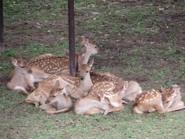 夫婦大國社(春日大社末社)(奈良県)