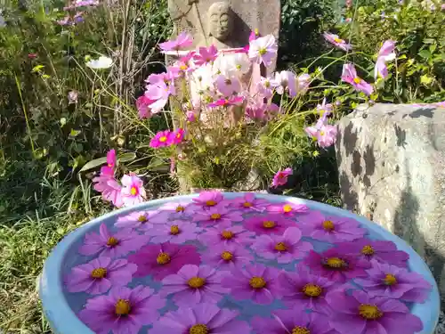 般若寺 ❁﻿コスモス寺❁の手水舎