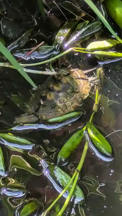 宝蔵寺(京都府)