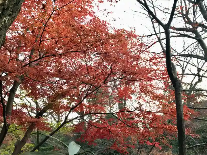 明治神宮(東京都)