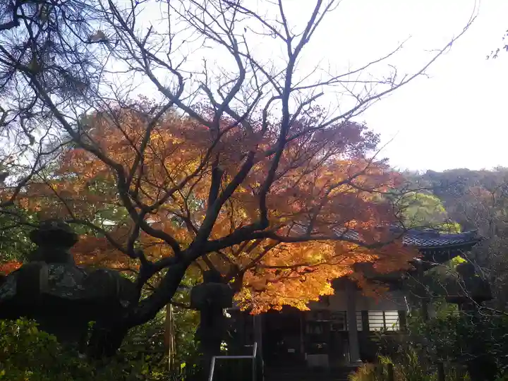 安國論寺(安国論寺)の自然