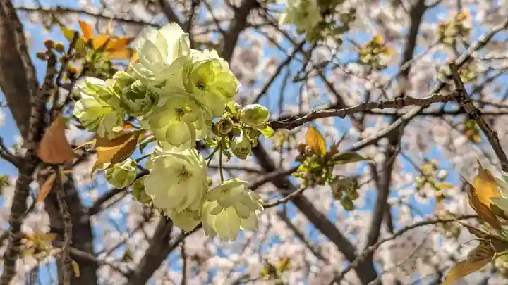 墨染寺(桜寺)(京都府)