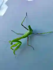 大鷲神社の動物