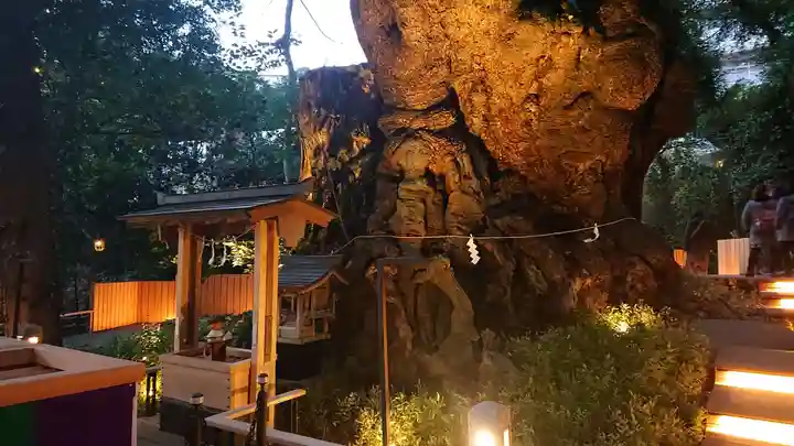 來宮神社の自然