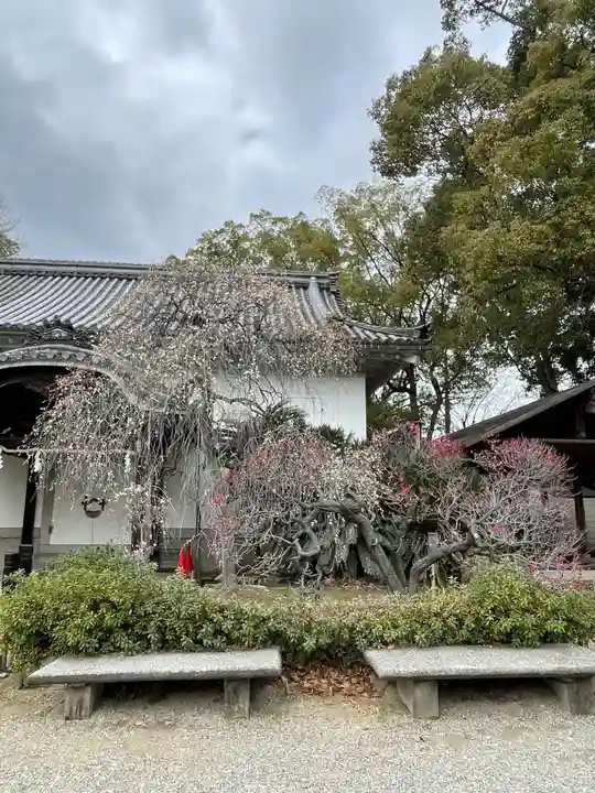 道明寺天満宮(大阪府)