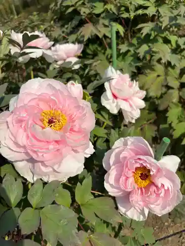 金蛇水神社(宮城県)