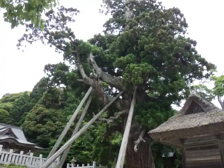 玉若酢命神社の自然