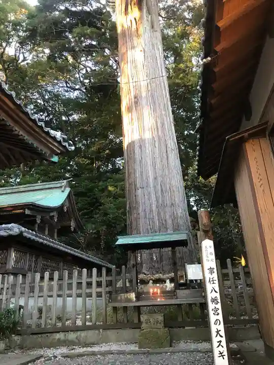 事任八幡宮の自然