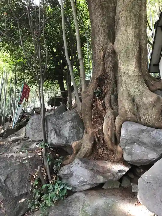 東光寺町稲荷神社の自然