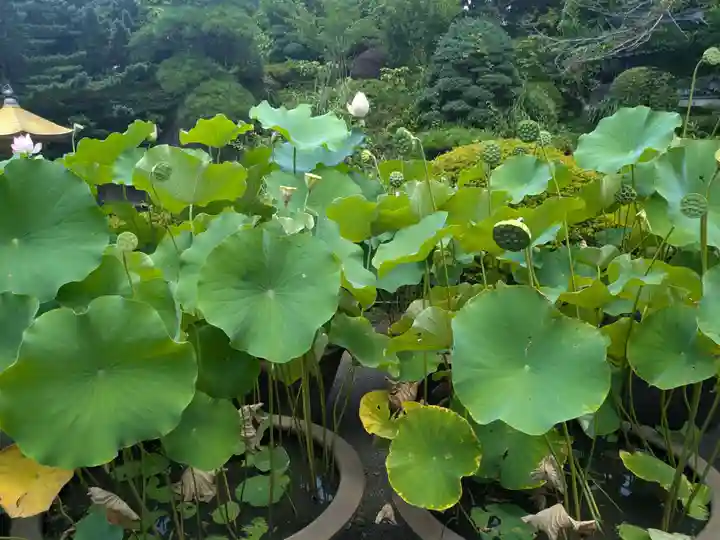 乗蓮寺(東京都)