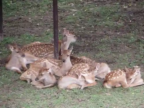 夫婦大國社（春日大社末社）(奈良県)