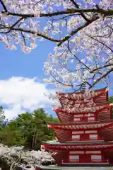 新倉富士浅間神社の塔