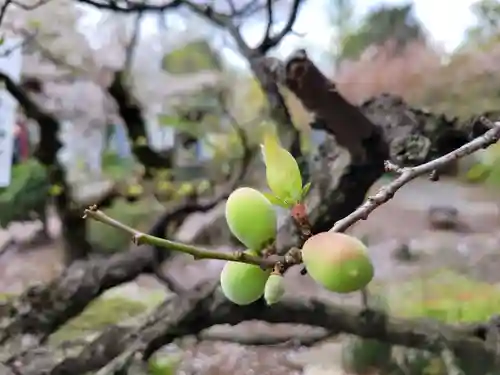 寛永寺開山堂の自然