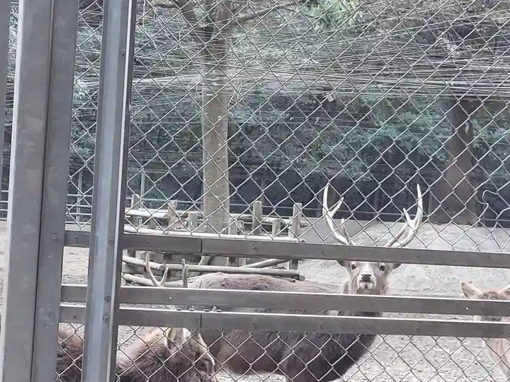 鹿島神宮の動物