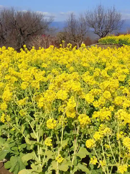 吾妻神社の御朱印
