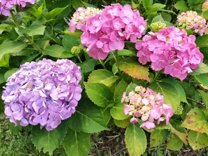弥勒寺の{uncategorized: "未分類", other: "その他", undefined: "問題あり", building: "その他建物", grave: "お墓", sacred_gate: "鳥居", guardian: "狛犬", statue: "像", buddha: "仏像", history: "歴史", nature: "自然", garden: "庭園", animal: "動物", pagoda: "塔", temizu: "手水舎", mountain_gate: "山門・神門", sanctuary: "本殿・本堂", subordinate: "末社・摂社", art: "芸術", scenery: "景色", jizo: "地蔵", ema: "絵馬", goshuin: "御朱印", omikuji: "おみくじ", items: "授与品その他", amulet: "お守り", goshuincho: "御朱印帳", eats: "食事", festival: "お祭り", votive_dance: "神楽", shichigosan: "七五三参", wedding: "結婚式", experience: "体験その他", initially: "初詣", around: "周辺", anti_infection: "感染症対策"}