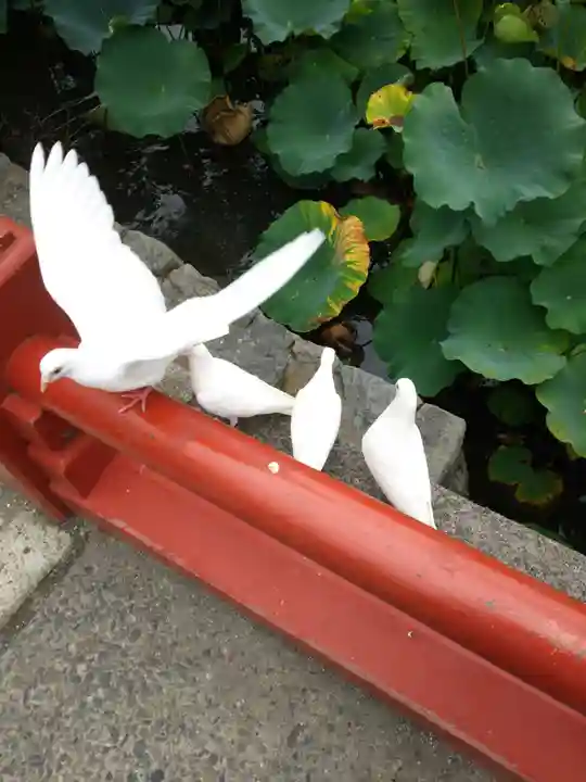鶴岡八幡宮の動物