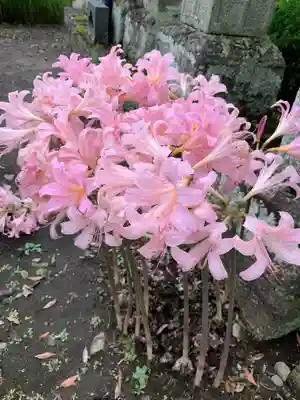 龍興寺（浮見観音）の自然