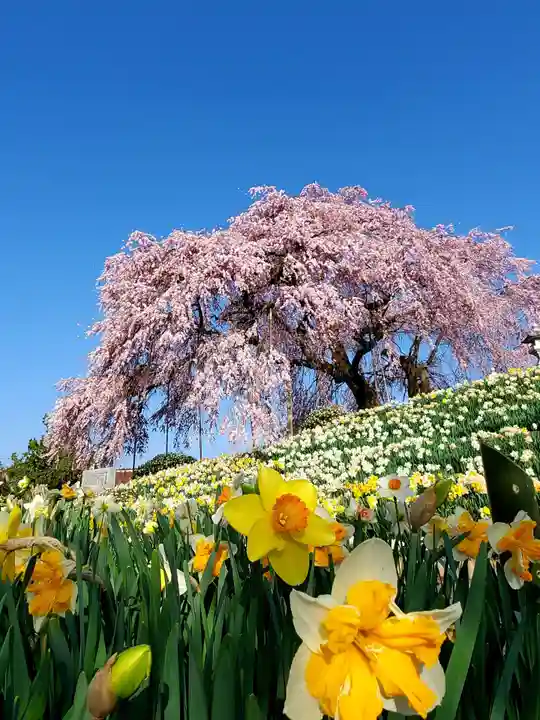 金毘羅桜の自然