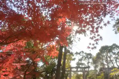 鶴岡八幡宮の自然