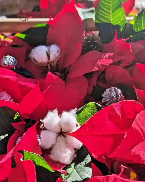 立志神社(滋賀県)