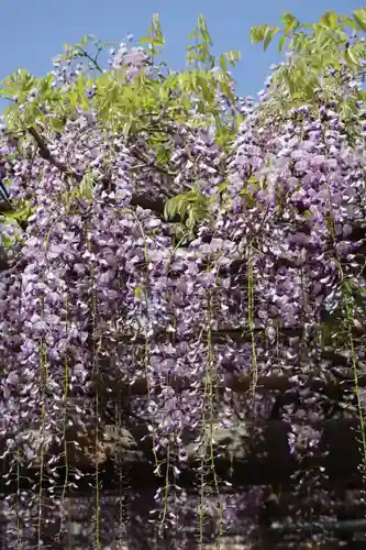 亀戸天神社の自然