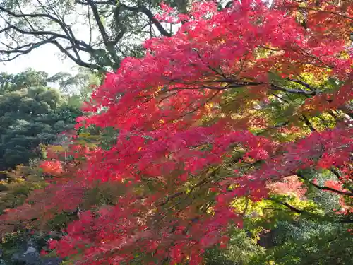 三宝院（三宝院門跡）の自然