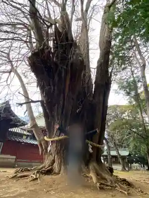 峯ヶ岡八幡神社(埼玉県)
