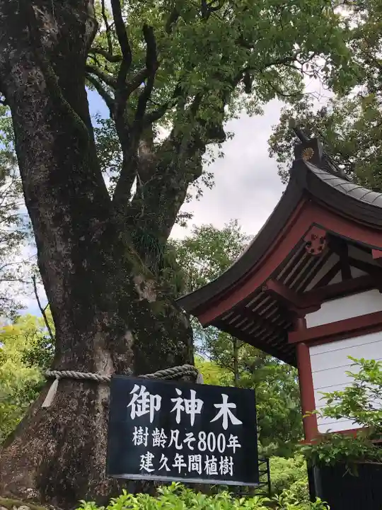 鹿児島神宮(鹿児島県)