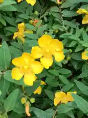 富部神社の自然