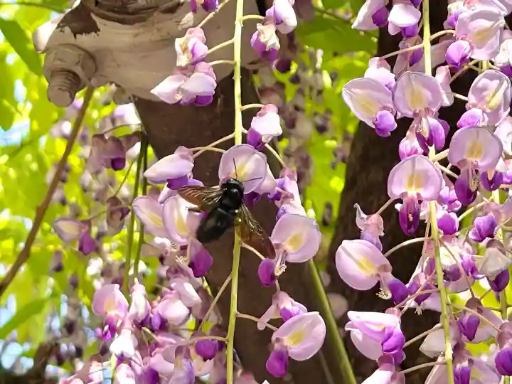 太巌寺(ふじの寺)(三重県)