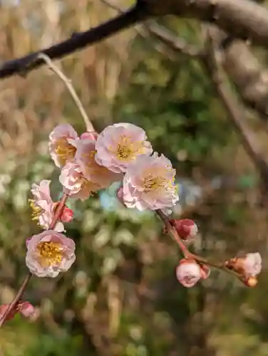 梅宮大社(京都府)