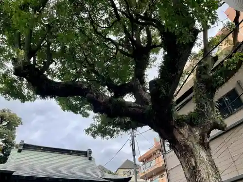 子神社(神奈川県)
