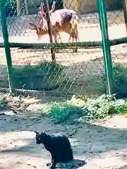 香取神宮の動物