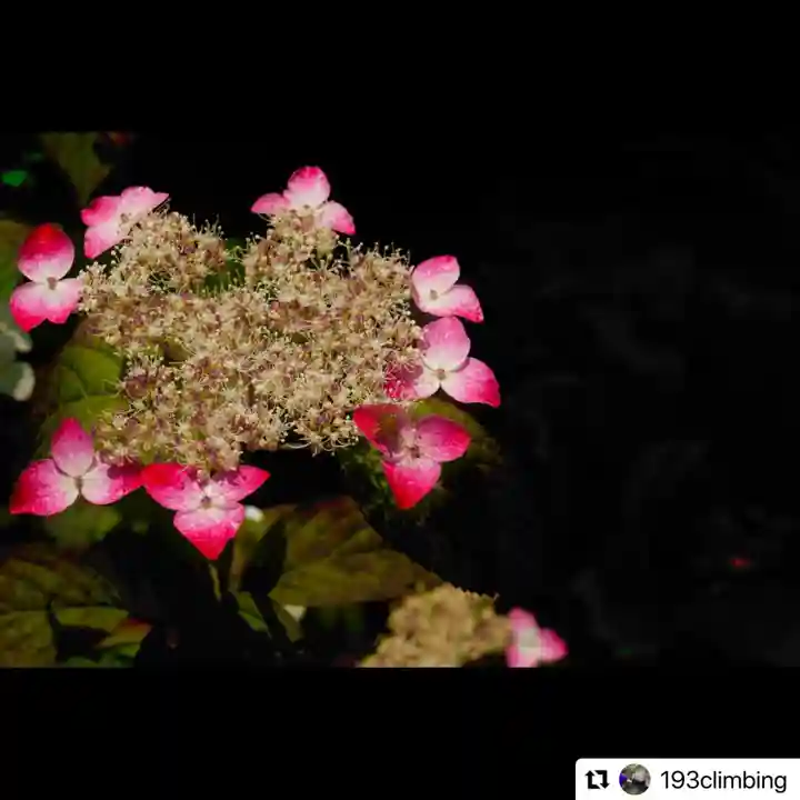 普門寺(切り絵御朱印発祥の寺)の自然