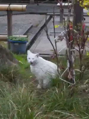 出町妙音堂の動物