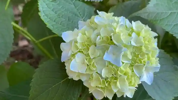 坪沼八幡神社の自然