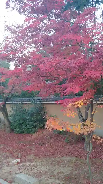 東福禅寺(東福寺)の自然