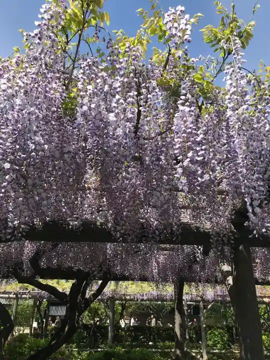 亀戸天神社の庭園