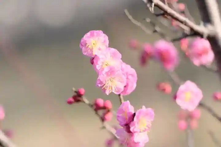多治速比売神社の自然