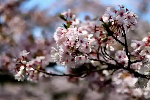 南法華寺（壷阪寺）(奈良県)