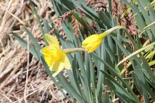 国宝 大法寺の自然