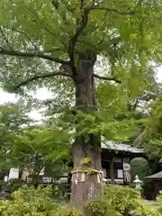 師岡熊野神社(神奈川県)