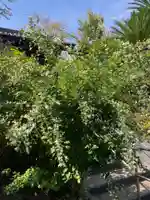 光照寺(神奈川県)