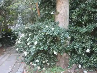 安國論寺（安国論寺）の自然