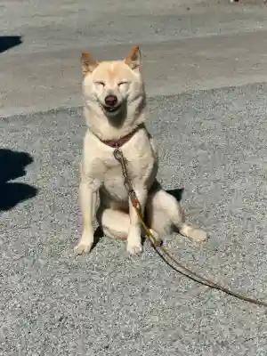 福島八幡宮の{uncategorized: "未分類", other: "その他", undefined: "問題あり", building: "その他建物", grave: "お墓", sacred_gate: "鳥居", guardian: "狛犬", statue: "像", buddha: "仏像", history: "歴史", nature: "自然", garden: "庭園", animal: "動物", pagoda: "塔", temizu: "手水舎", mountain_gate: "山門・神門", sanctuary: "本殿・本堂", subordinate: "末社・摂社", art: "芸術", scenery: "景色", jizo: "地蔵", ema: "絵馬", goshuin: "御朱印", omikuji: "おみくじ", items: "授与品その他", amulet: "お守り", goshuincho: "御朱印帳", eats: "食事", festival: "お祭り", votive_dance: "神楽", shichigosan: "七五三参", wedding: "結婚式", experience: "体験その他", initially: "初詣", around: "周辺", anti_infection: "感染症対策"}